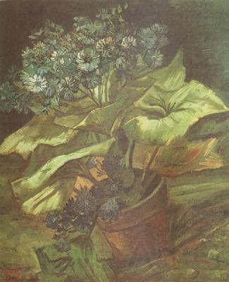 Vincent Van Gogh Cineraria in a Flowerpot (nn04) Norge oil painting art